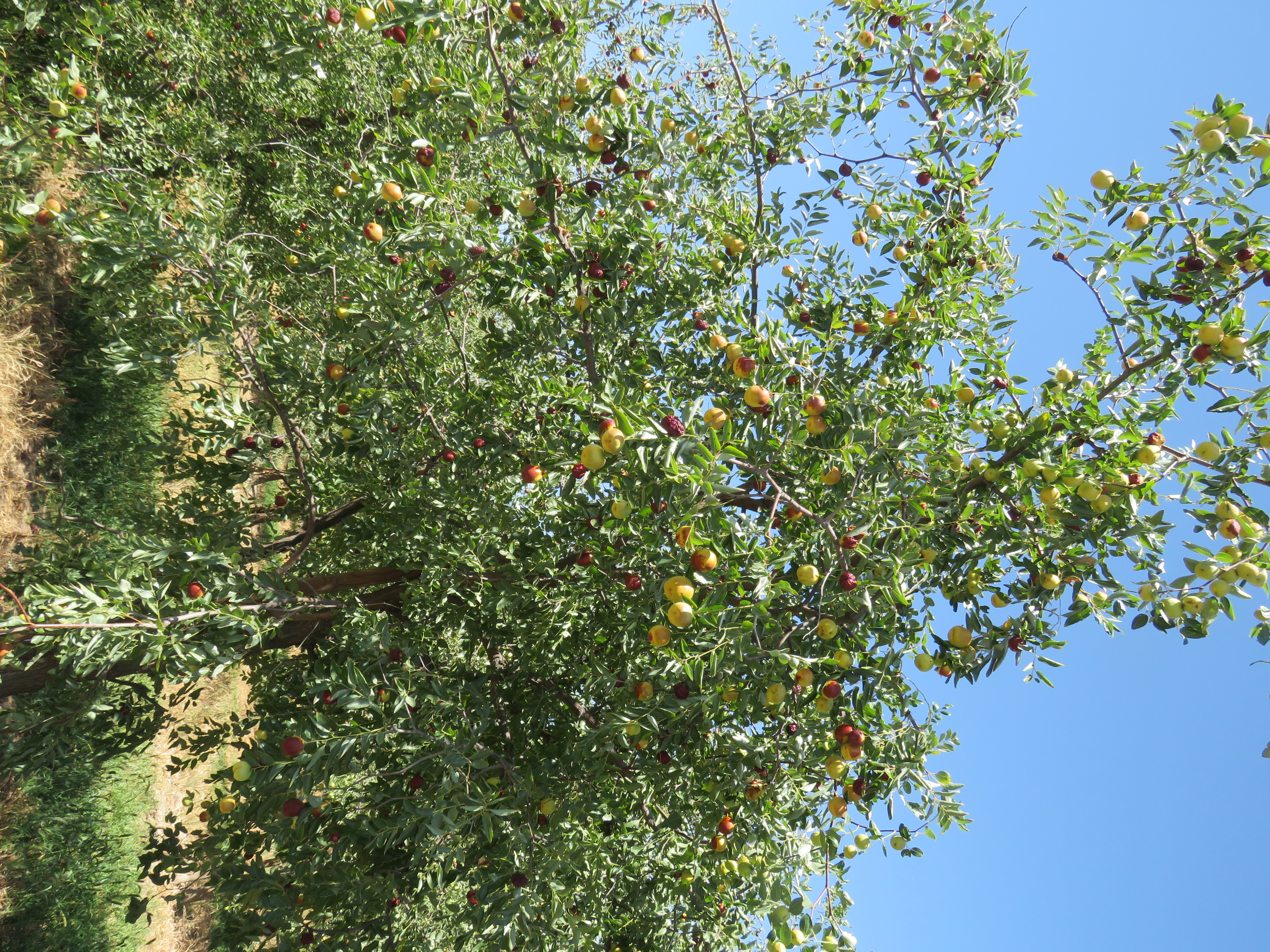 For Fresh Eating | New Mexico State University | BE BOLD. Shape the Future.