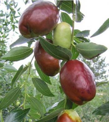 Image of Jujube Fruit